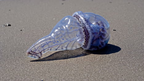 portuguese man o' war washed ashore on a sandy beach