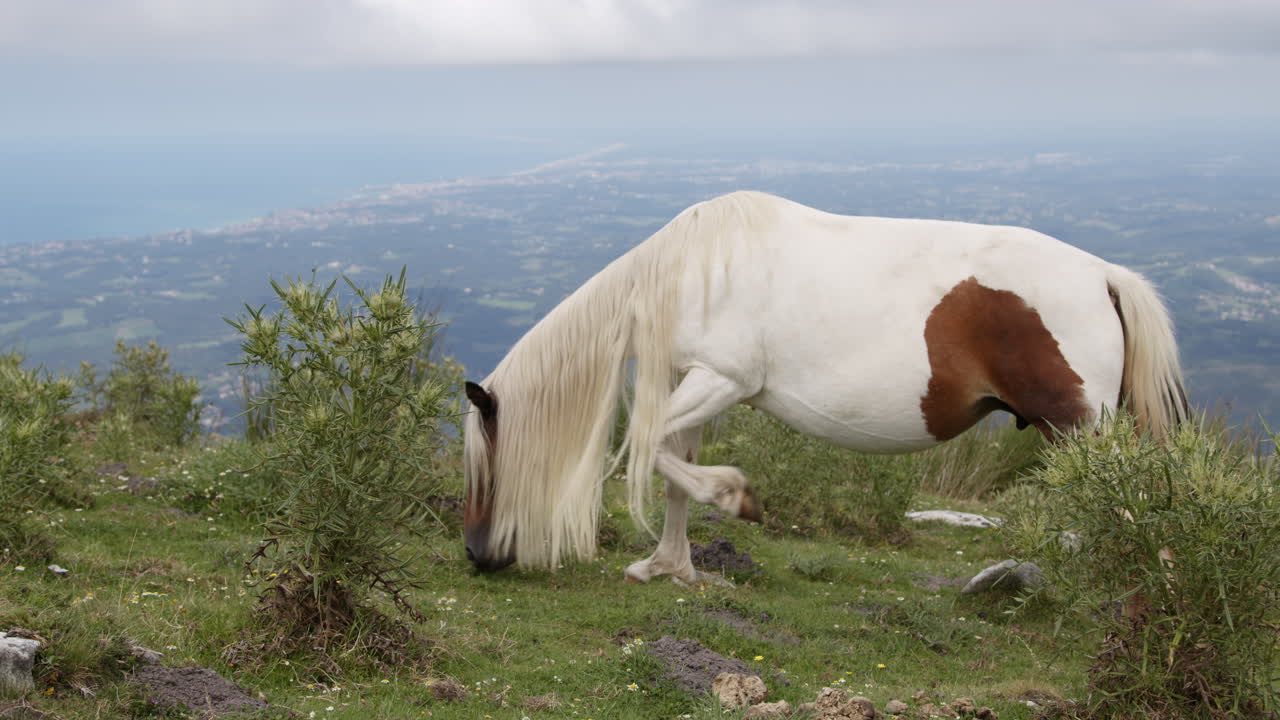 caballo en la cima de una montaña