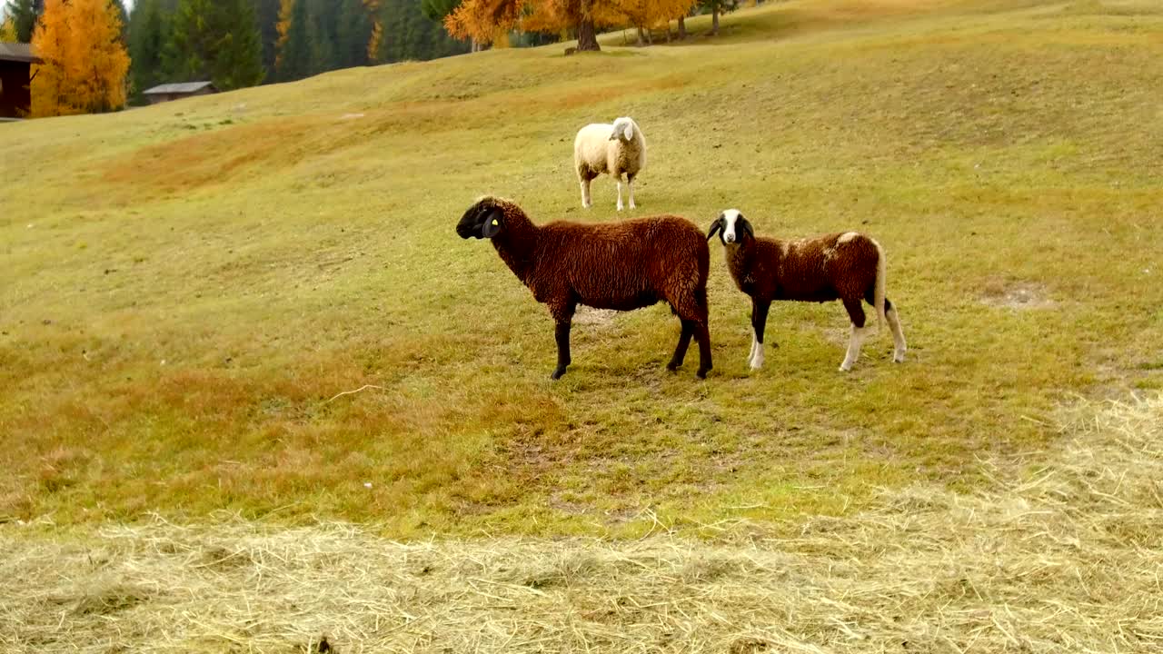알타 바디아, 돌로미트 산맥에서 양을 양육하고 있습니다.