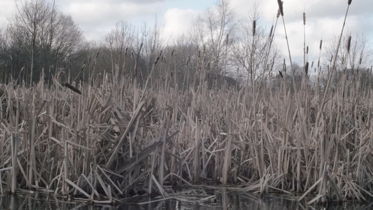 Tall grass reeds blows in the breeze near waterside medium tilting down shot