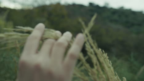 delicacy womans hand lovingly touches an ear of wheat in the countryside