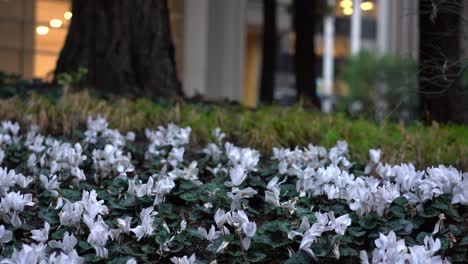 tracking shot of flower patch in garden