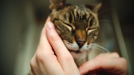 Nahaufnahme-Des-Kopfes-Der-Gestreiften-Hauskatze,-Der-Von-Den-Besitzern-Mit-Beiden-Händen-Gekuschelt-Und-Berührt-Wird