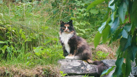 cat scouting around the house