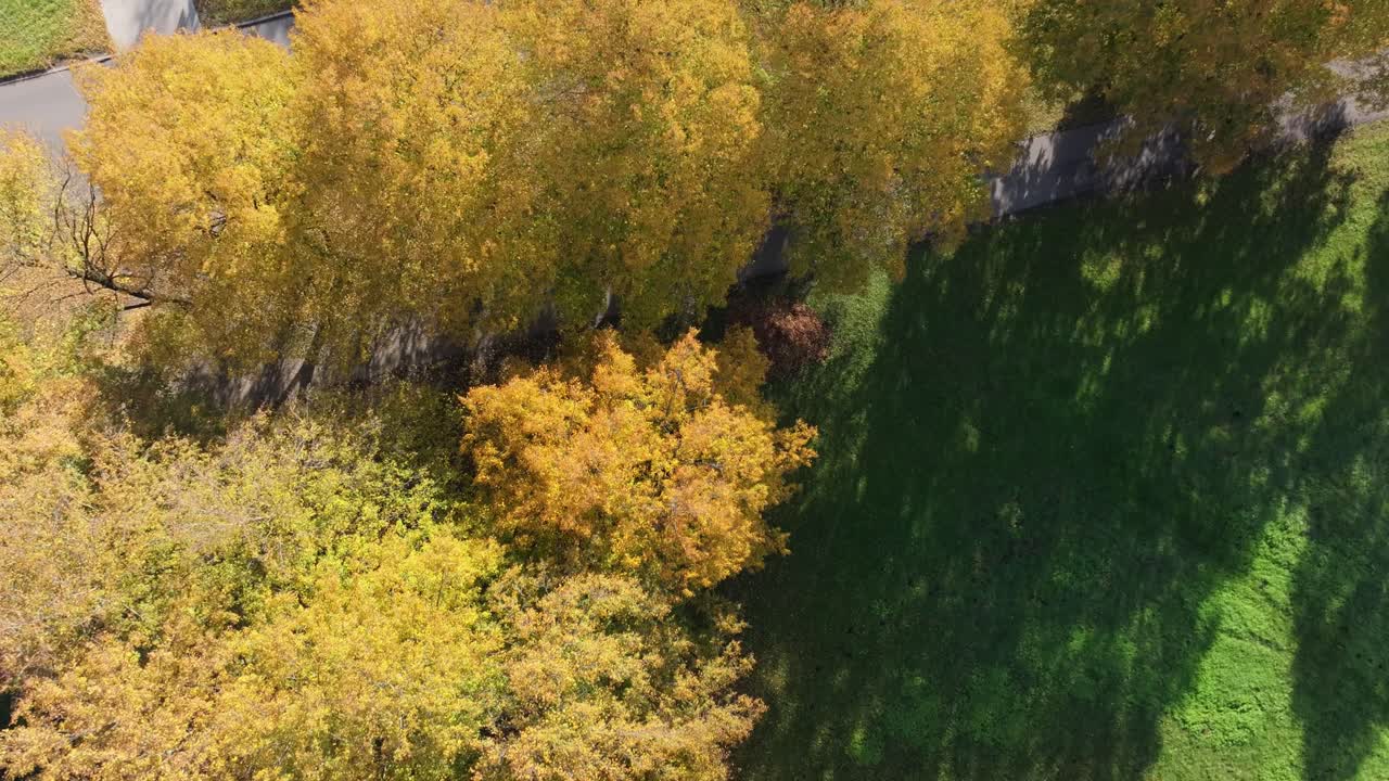 Cars move beneath autumn trees, Riga, top down drone captures straight road view
