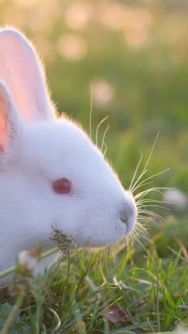 one cute white bunny is eating in a field with green grass and the setting sunlight illuminates his fur with a beautiful glow