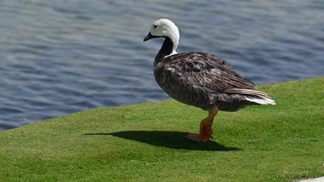 Eine-Nahaufnahme-Der-Ente-Geht-Auf-Das-Ufer-Des-Sees-Zu