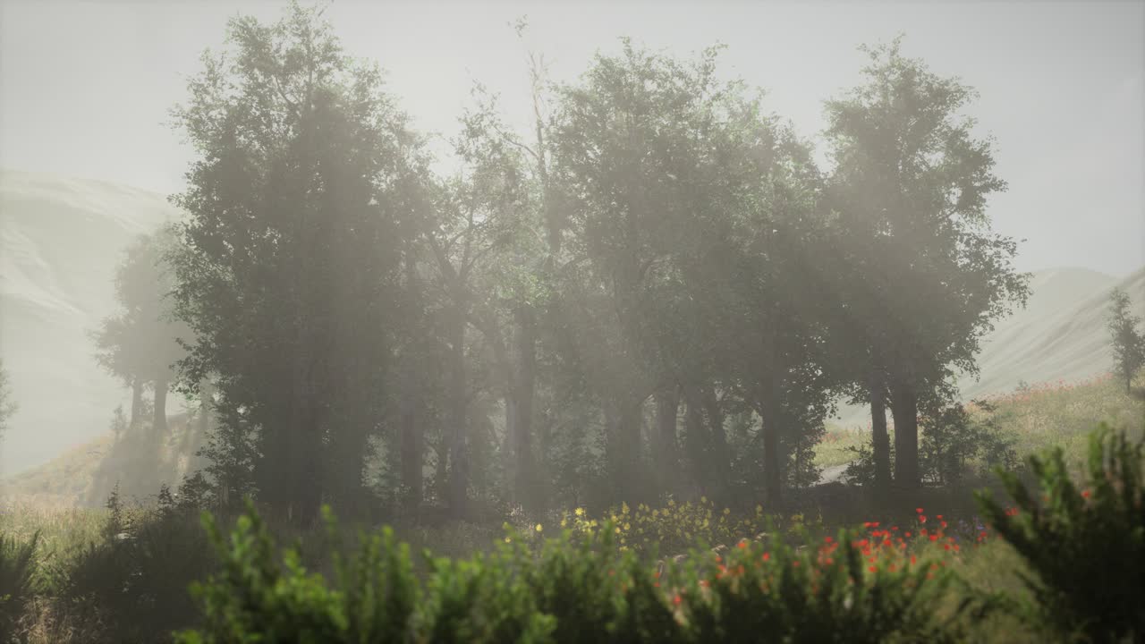 안개 가 가득 한 여름 아침 에  ⁇ 나무 들 에 들어오는  ⁇ 빛