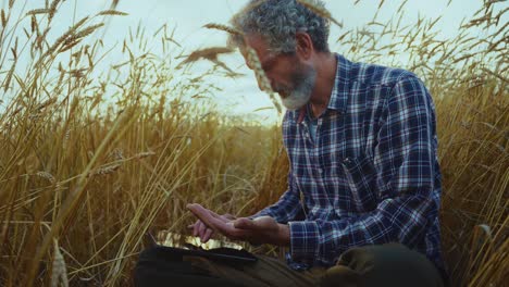 farmer using tablet in a wheat field