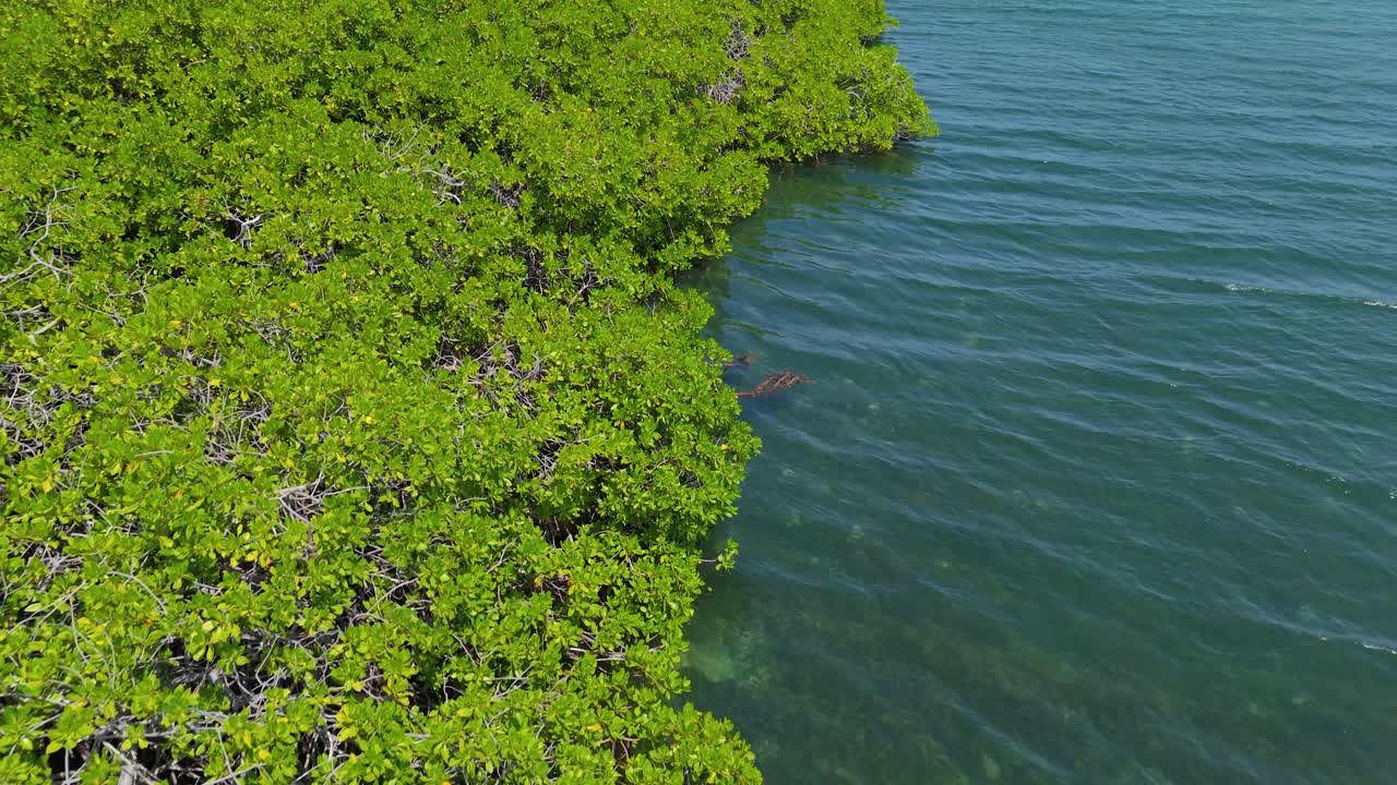 Aerial dolly along the mangroves in Curacao, showcasing turquoise waters, dense greenery, and coastal wetlands