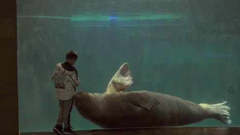 child watching swimming walrus in the oceanarium