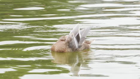 female hen mallard duck floating in a pond in paris, france