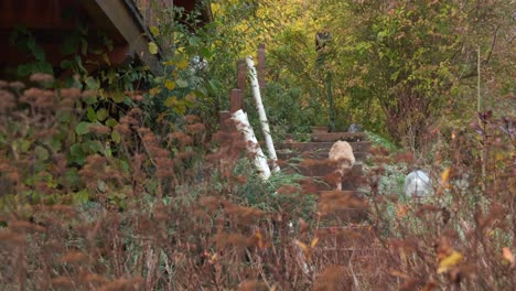 Gato-Jengibre-Bajando-Las-Escaleras-En-Un-Exuberante-Jardín-Exterior-En-Otoño