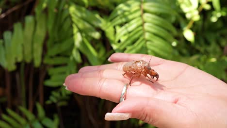 a cicada shell rests on a hand, set against vibrant green foliage, highlighting nature's intricate details and serene beauty