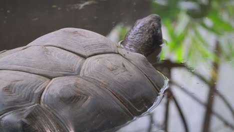 a giant tortoise in a pond in the wild. portrait of huge reptiles. close up