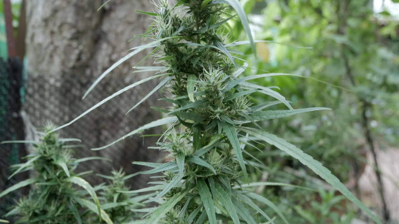 cáñamo cannabis brote planta floreciente hembra marihuana flor