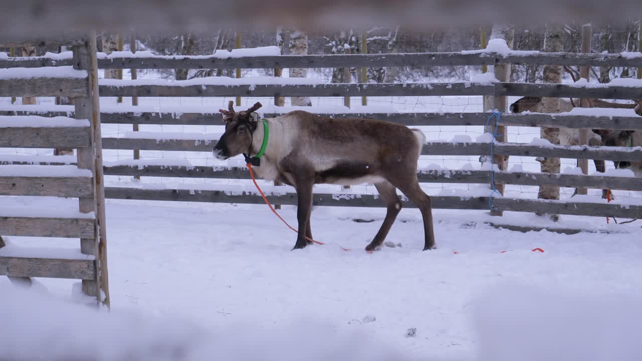 Brown reindeer standing behind barriers in a snowy Rovaniemi landscape, Finland. Perfect for Arctic wildlife, winter tourism, and Lapland-themed projects.