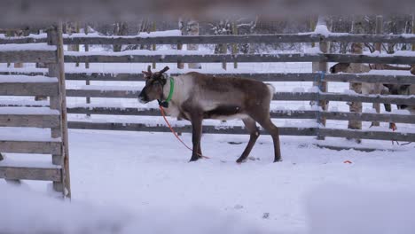 brown reindeer standing behind barriers in a snowy rovaniemi landscape, finland. perfect for arctic wildlife, winter tourism, and lapland-themed projects.