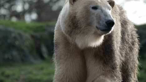 Oso-Polar-Caminando-En-El-Recinto-Del-Zoológico