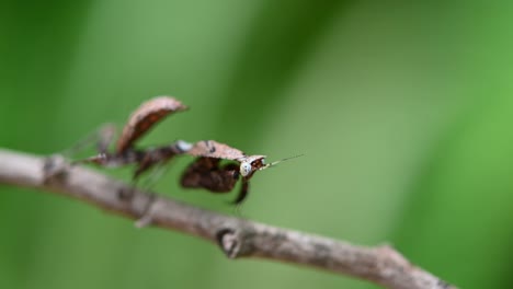 Mantis-Religiosa,-Parablepharis-Kuhlii,-Fingiendo-Ser-Parte-De-La-Ramita-Temblando-Y-Haciendo-Vibrar-Sus-Antenas,-Hermoso-Bokeh-Verde-Como-Fondo