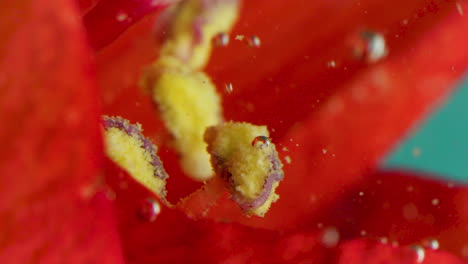 vista de cerca de los estambres y el polen de una flor roja