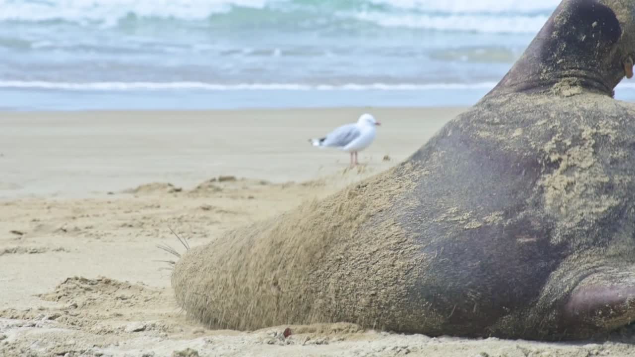 쉬고 있는 뉴질랜드 바다사자의 클로즈업