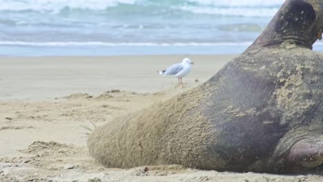 primer plano de un león marino de nueva zelanda descansando