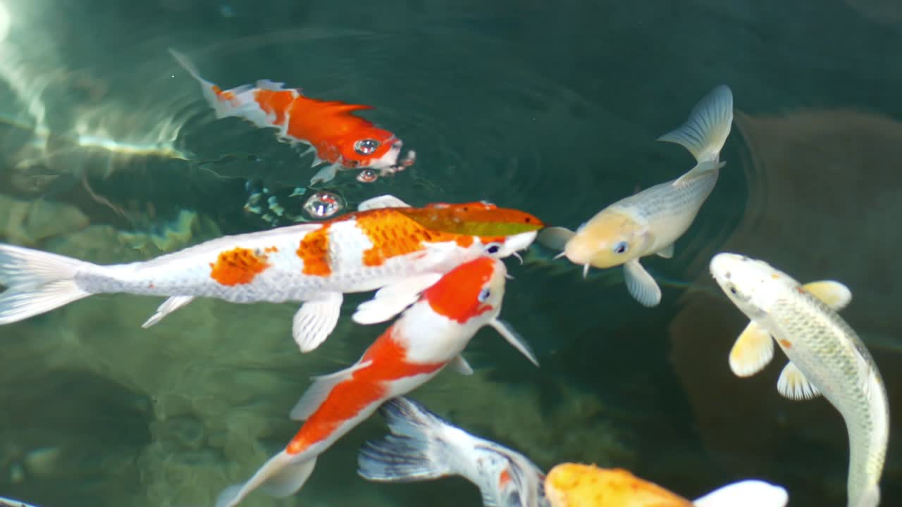 peces koi, carpas de lujo están nadando por encima