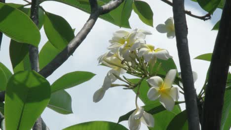 white flower on a branch in the wind against the sky background