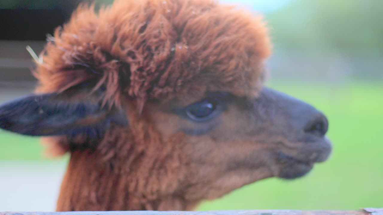 foto de una lpaca mirando couriosamente a su alrededor y a la cámara parada frente a una cerca de madera comiendo hierba con campos y casas en el fondo borroso