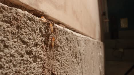 termites climbing the walls to a termite colony in the walls of a garage in a home shot on a super macro lens almost national geographic style