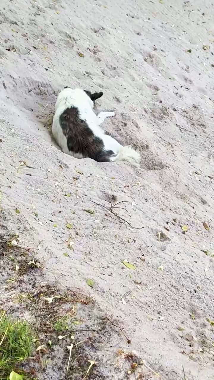 초록색 근처의 모래에 휴식을 취하는 개