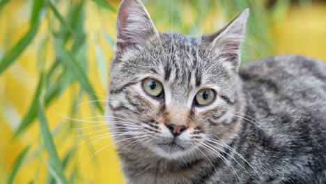 a grey tabby cat in a garden