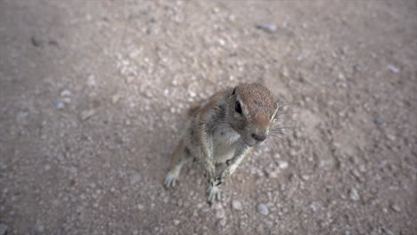 slomo close of a cute wild african squirrel looking in camera