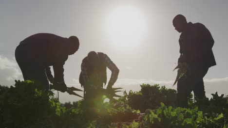 hombres que trabajan en la granja