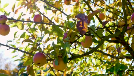 inside an apple tree