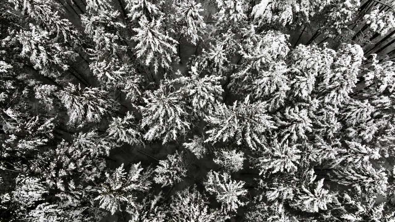 Post-blizzard, a drone's-eye view reveals a forest in the Midwest transformed into a snowy wonderland