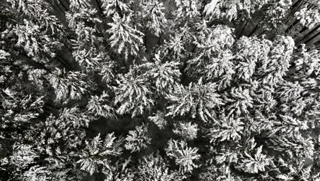 Post-blizzard,-a-drone's-eye-view-reveals-a-forest-in-the-Midwest-transformed-into-a-snowy-wonderland