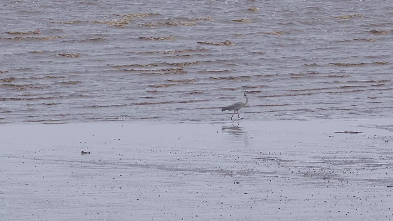 물에서 흰 새 낚시