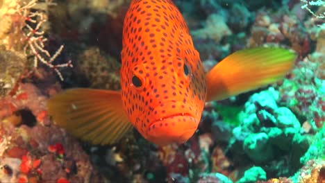 red coral grouper super close up front view on coral reef