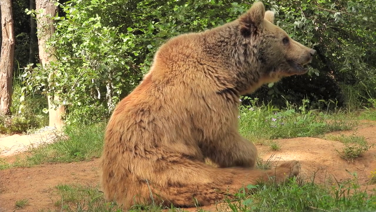 Orso bruno seduto in una radura della foresta
