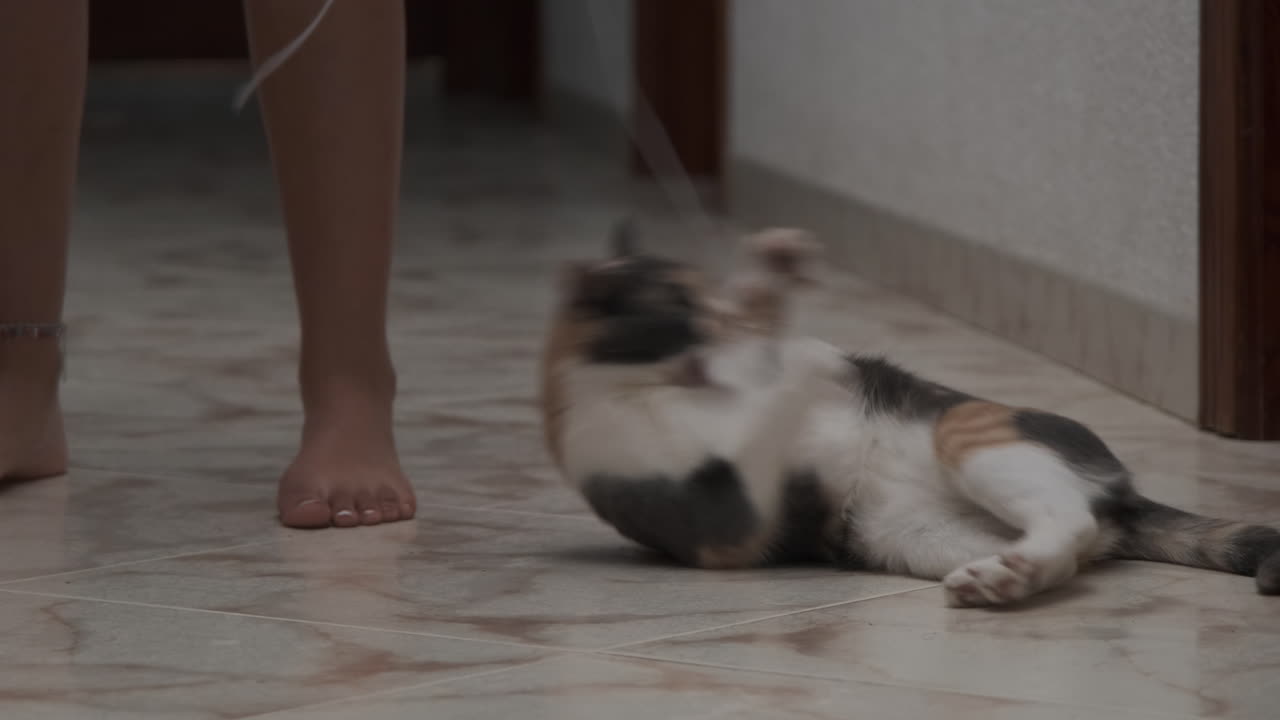 Gatto tricolore che gioca e si rilassa in casa con il proprietario
