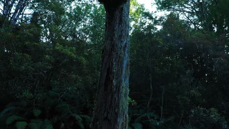 rising aerial tracking trunk of old tree in green primeval new zealand forest