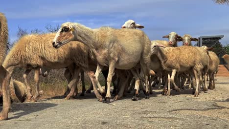 real time of herd of scared sheep and dog running together while crossing road