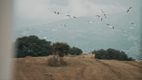 gaviotas volando en cámara lenta-2