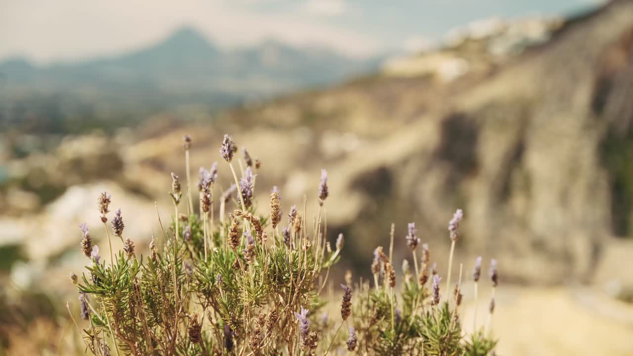 Lonely lavender flower with sandy and rocky landscape of Spain in background