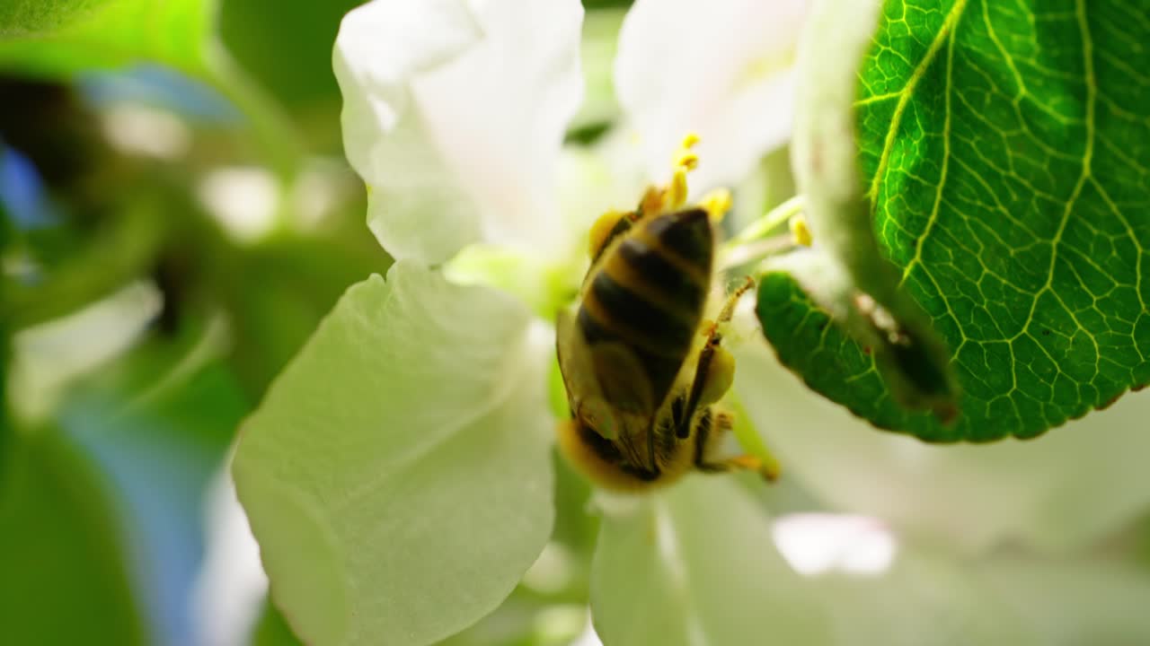 Bee pollinates apple tree flower in springtime, slow motion close-up, sunny day