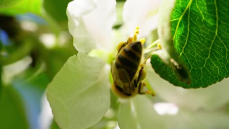 bee pollinates apple tree flower in springtime, slow motion close-up, sunny day