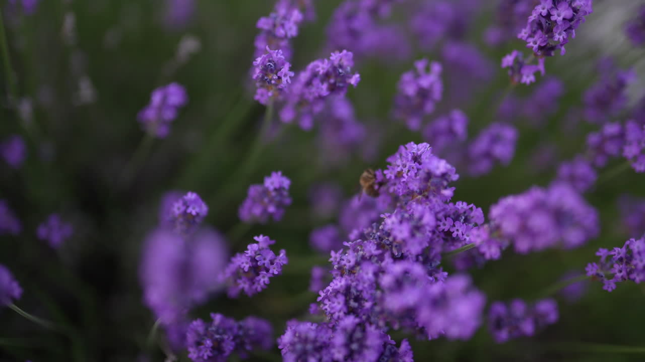 Bee collecting nectar from vibrant purple lavender flowers in soft natural light