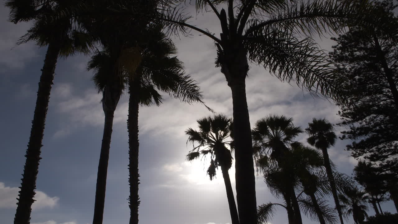 Sun Coming Through Palm Trees In Coronado, California